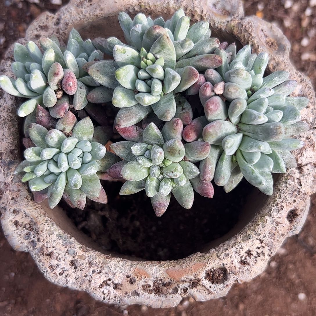 4285白姆仙女杯多肉