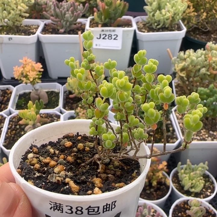 284-开播福利黄金莱斯植物枝干