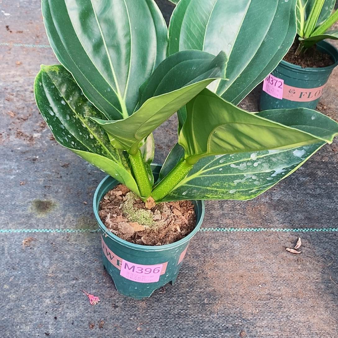 无花朵吴*木本花卉396