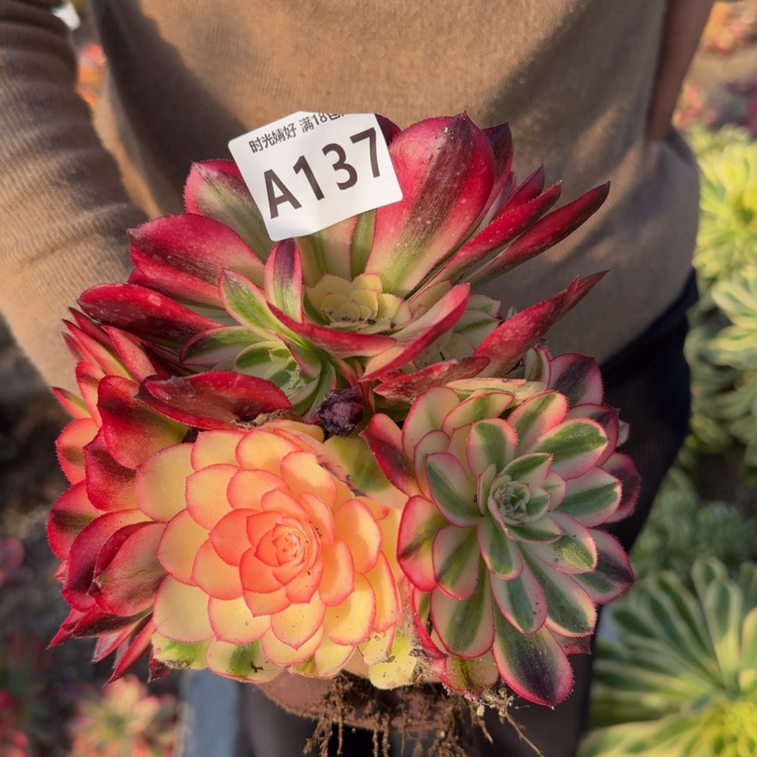 137荔枝。多肉植物