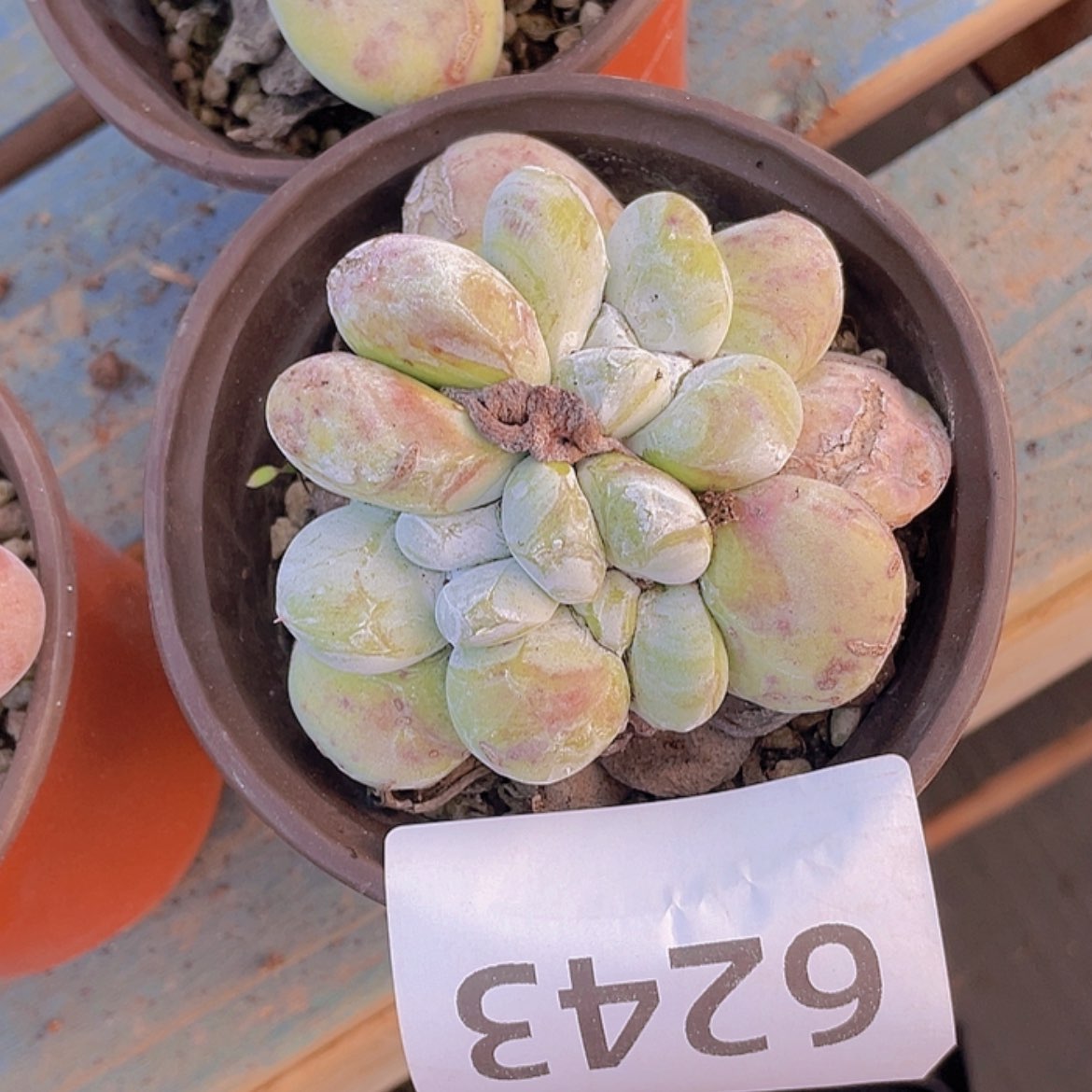 【闪购商品】红拇指