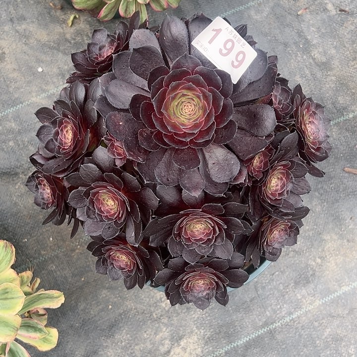 199黑寡妇妖桩多肉植物