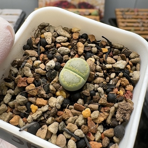 3656，绿饼干净窗带盆