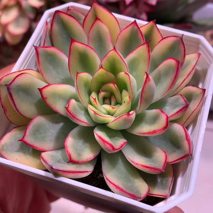 不知名锦锦腹轮锦锦