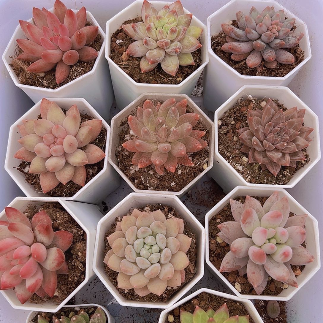 美人组合11盆19包邮多肉