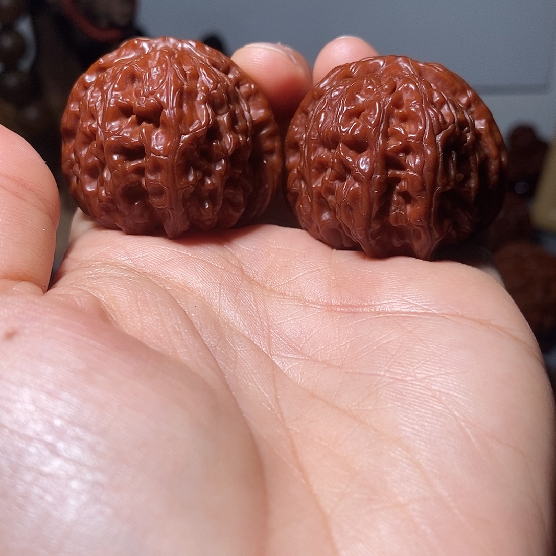 7***8核桃白狮子1111111111