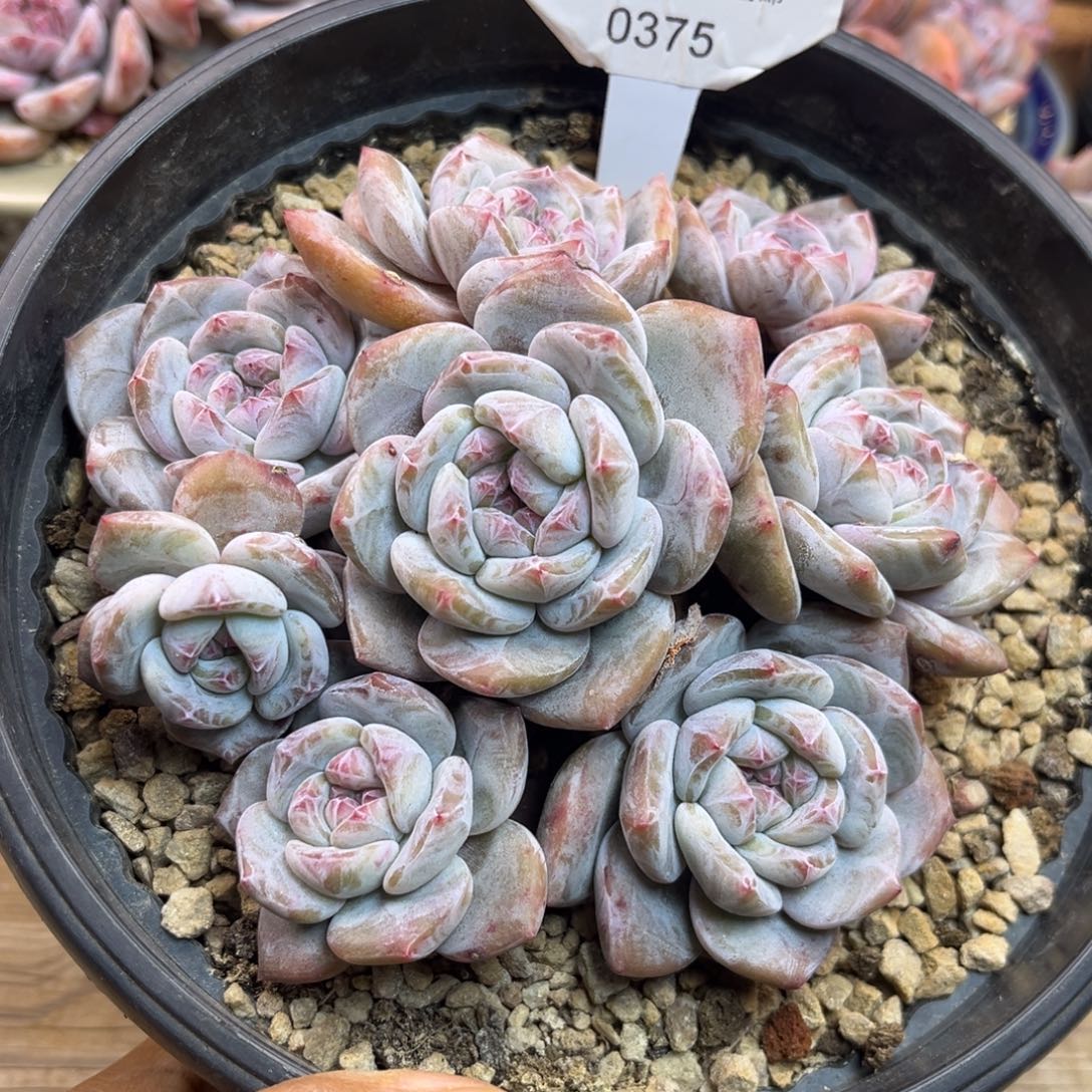 绿底紫心375/13cm8头