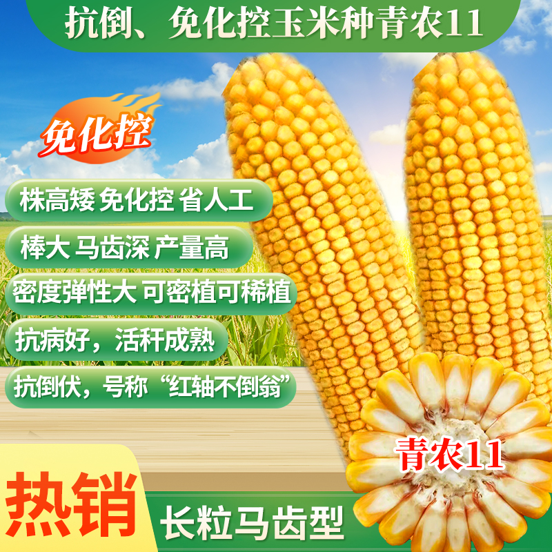 【3袋组合】正品青农11玉米种子红轴不倒翁 棒大马齿深 抗倒伏 助农