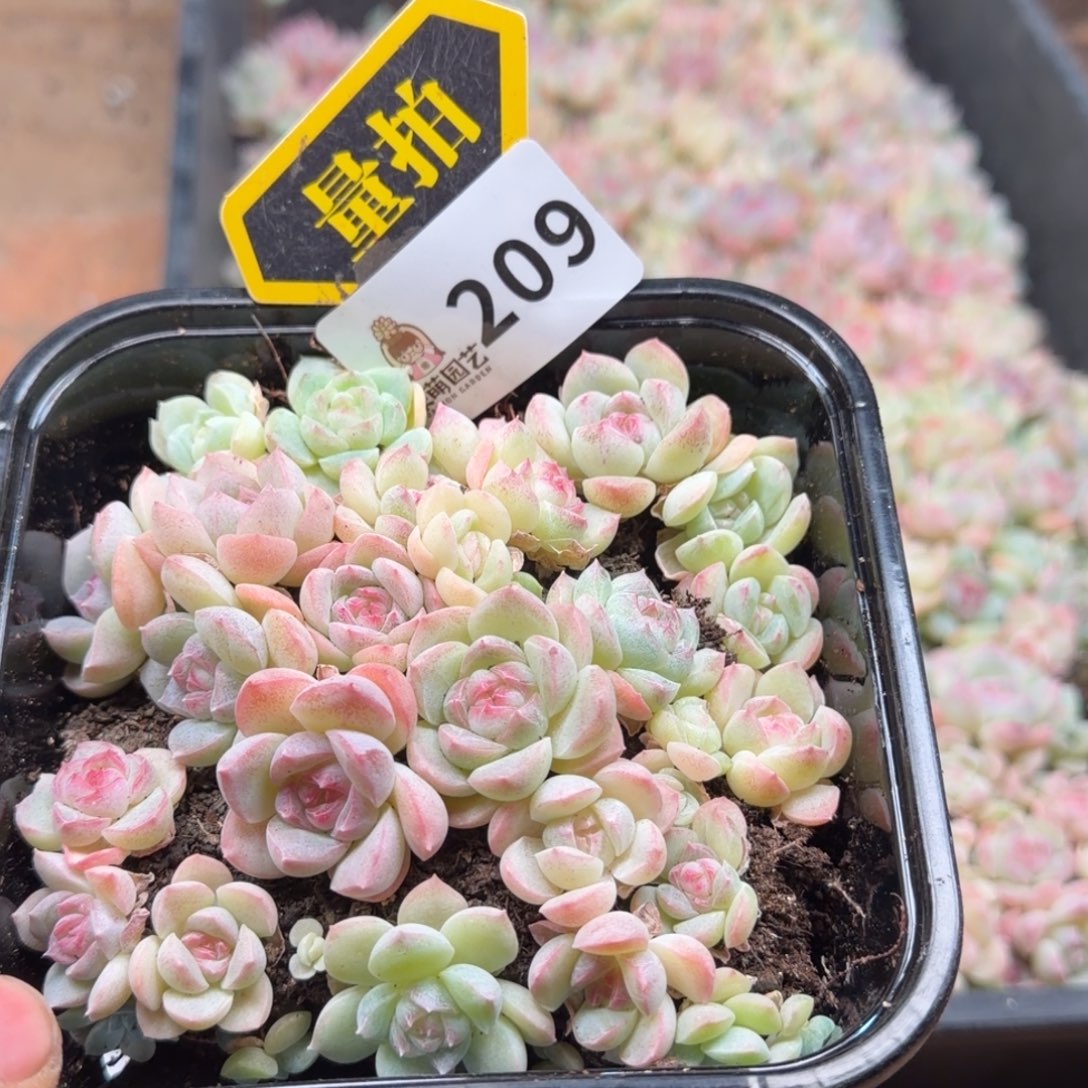 多肉植物多肉植物