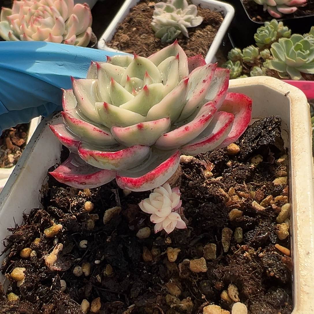 奶油黄桃锦，覆轮锦头加全锦头