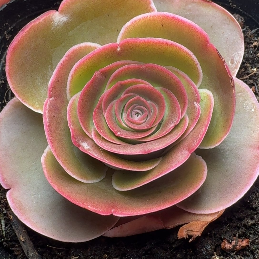 楹楹山地玫瑰/347/5cm