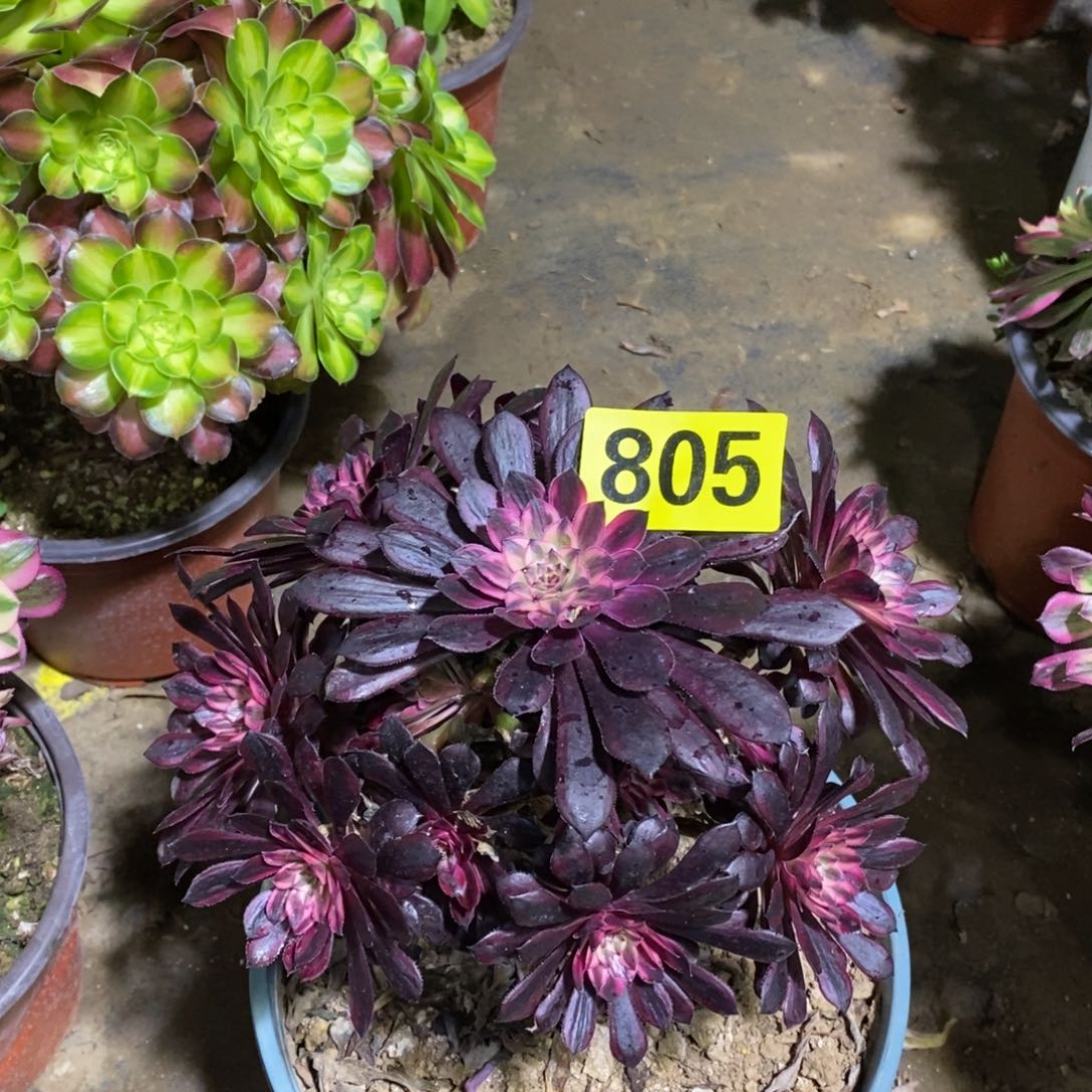 黑天鹅多肉法师805