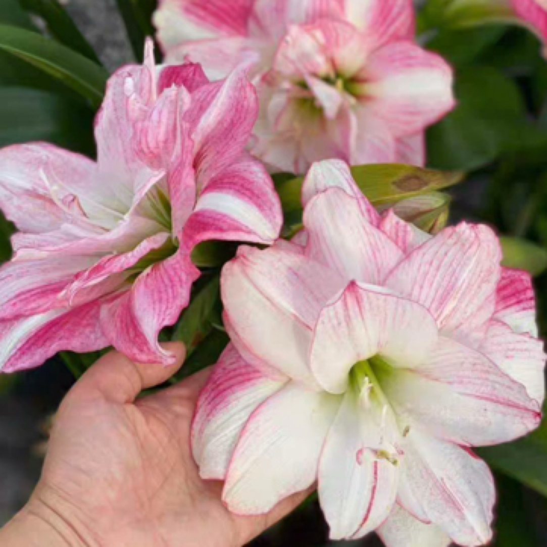 兰尼 安吉拉 鬼p 克瑞斯 153 午后红茶 梦露安妮塔红酒朱顶红小苗