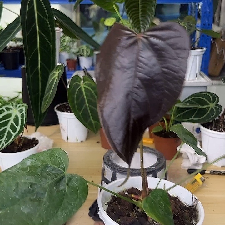 无花朵女王之心一物一拍