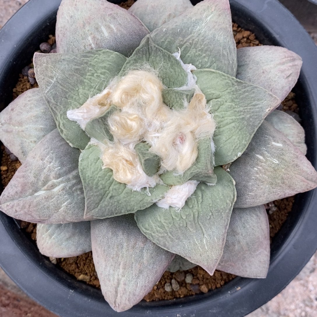 自根紫肌牛舌玉带粉锦14cm