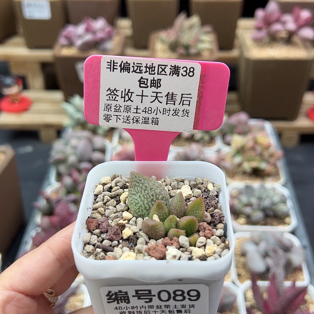 089银河多肉植物