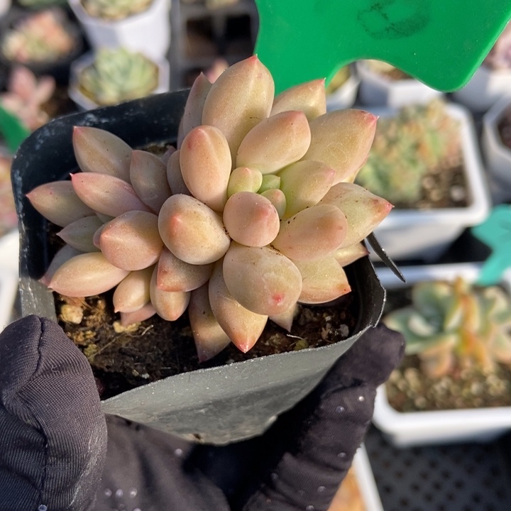 670水晶球多肉植物保护