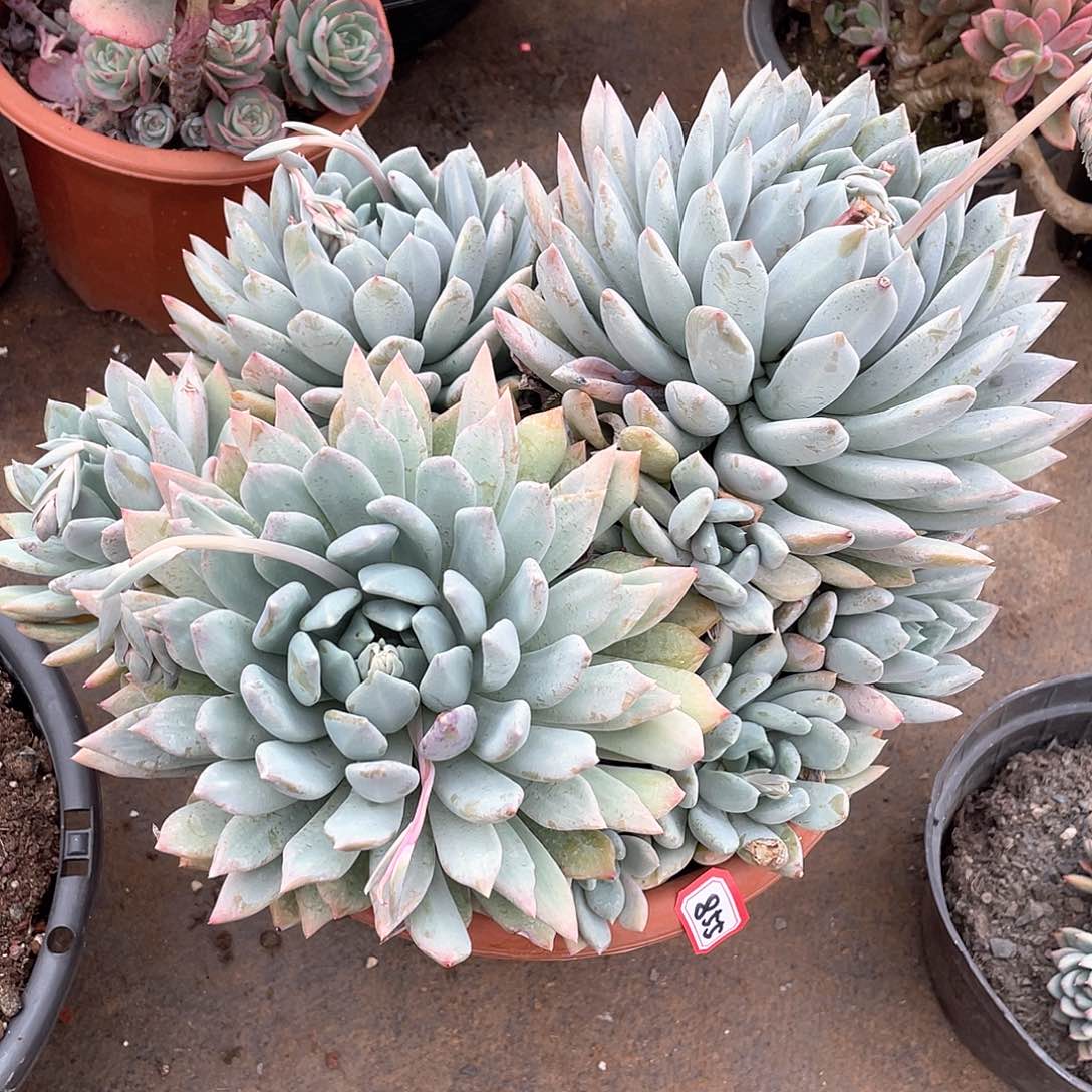 855胖美人一物一拍多肉