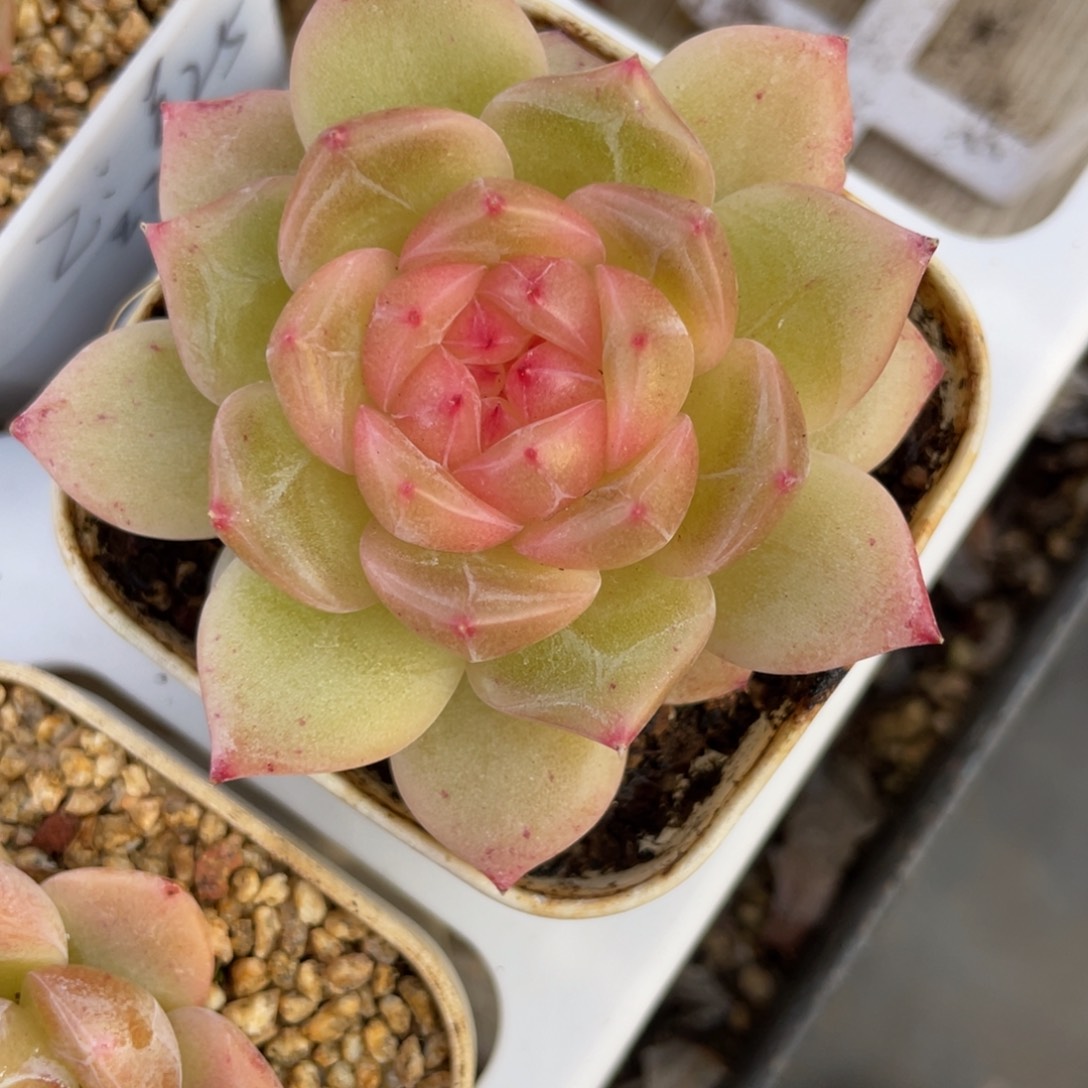 Z1222孤品珍妮母本