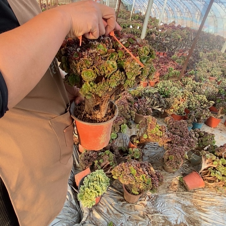 完***美D568玫瑰呢就是玫瑰