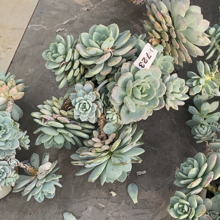 @***阳723冷香多肉植物多肉