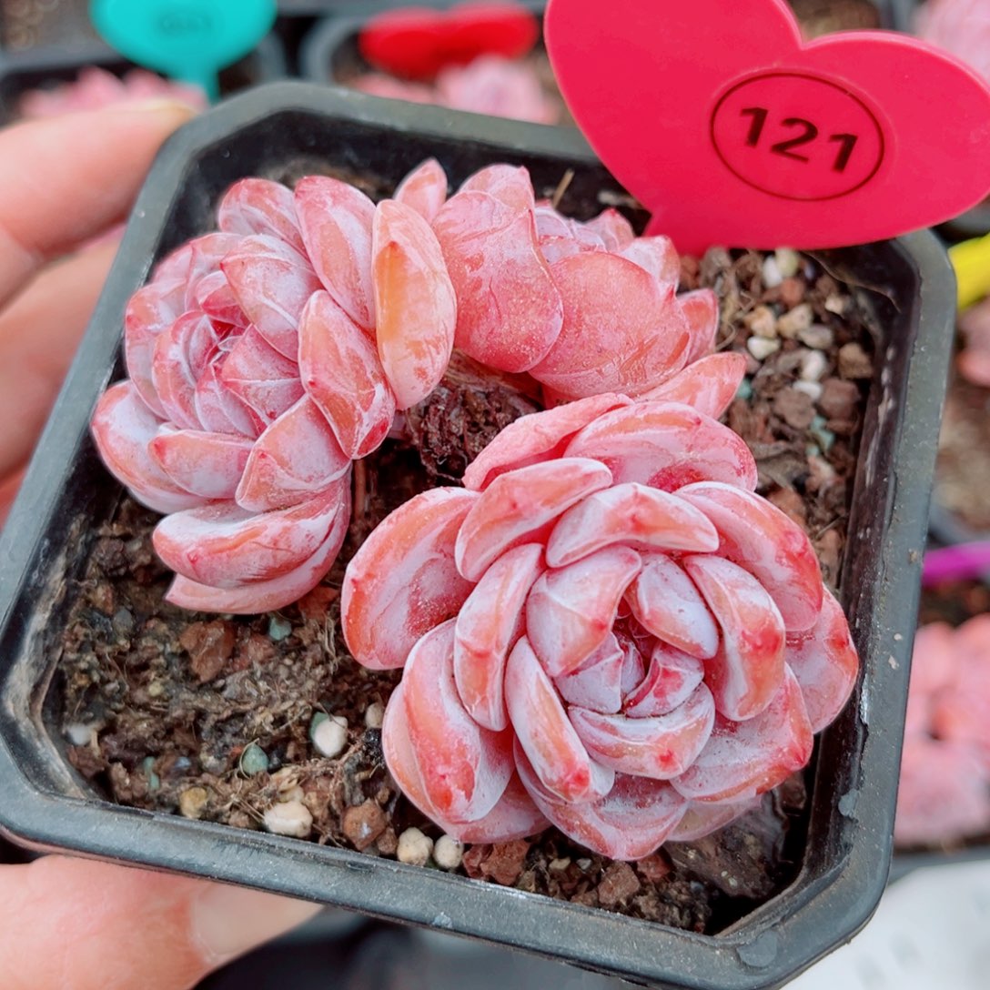 121号小老桩石榴籽星影群