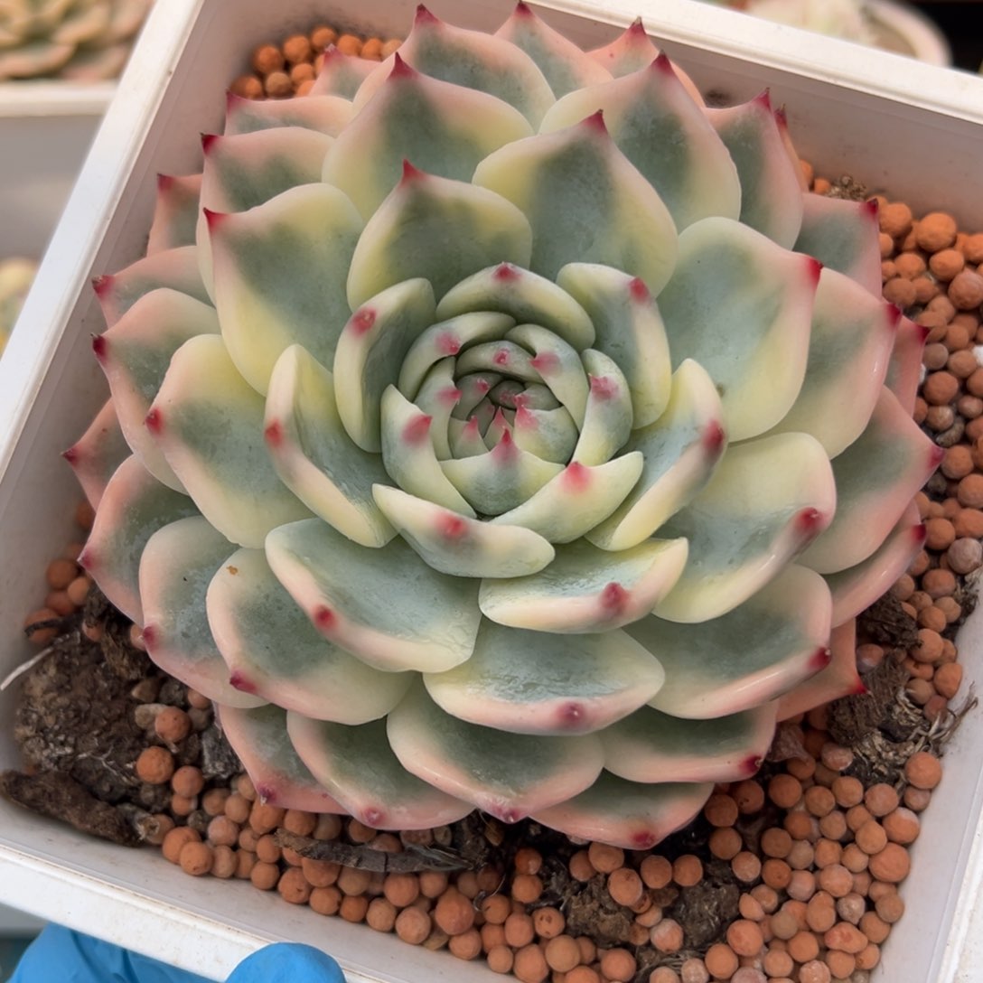 吉娃娃锦，覆轮锦