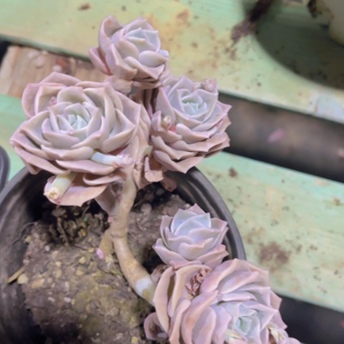 【闪购商品】可爱玫瑰8头16272