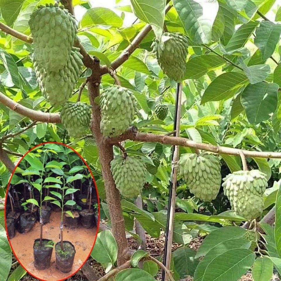 台湾凤梨番石榴瓜果嫁接释迦果树苗四季结果水果可盆栽地栽果苗