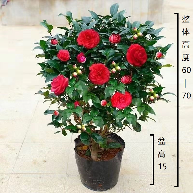 【60-70cm】红赤丹茶花盆栽带白盆带花苞室内花卉四季阳台绿植XH
