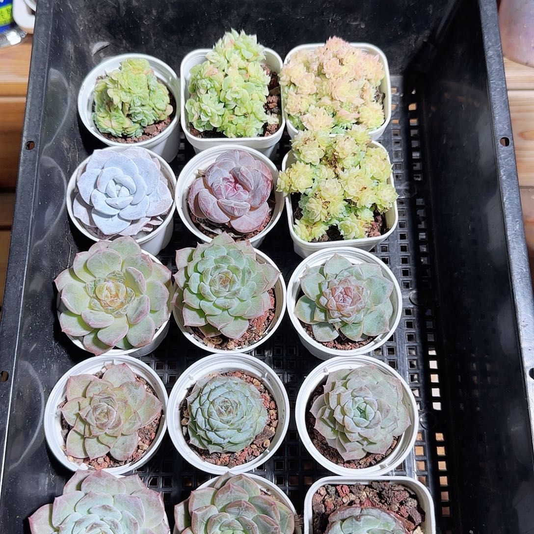 多肉框拍1022--91