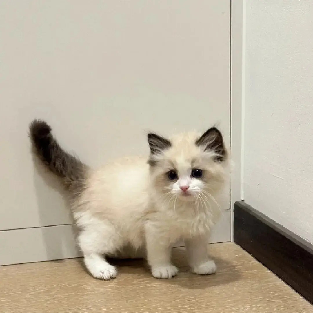 1梅梅【全品类猫咪】美短暹罗布偶金渐层蓝金缅因等宠物猫活体