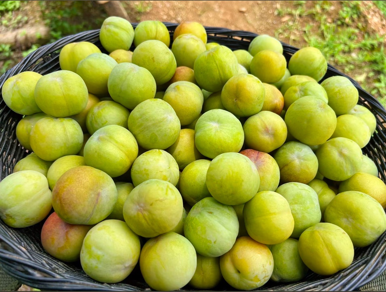 云南正宗青脆李产地直发新鲜当季