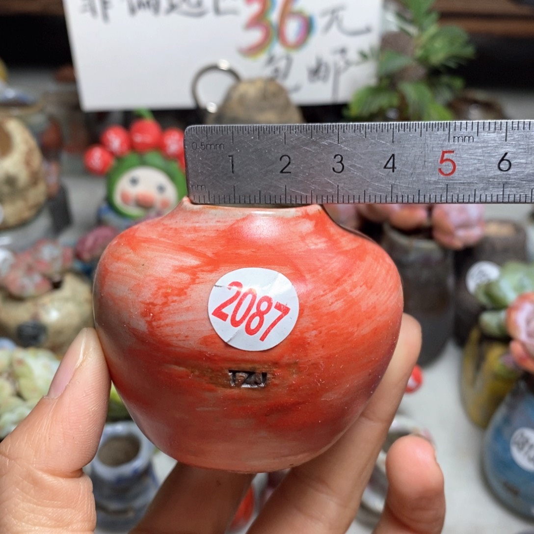 花盆拍5送一个小礼物