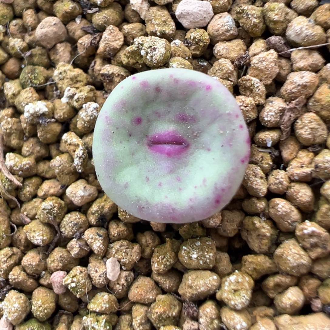 517号se开播福利。    