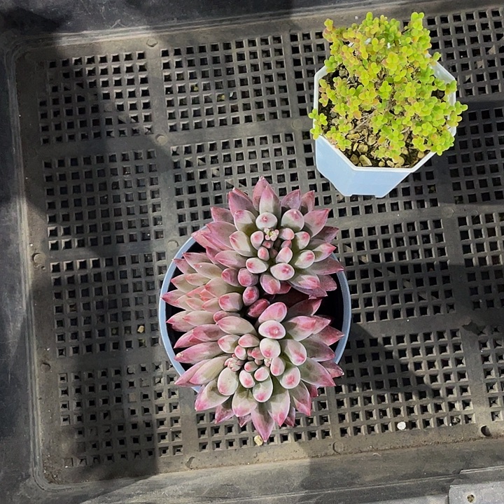 红***子210号筐带盆土发货一个