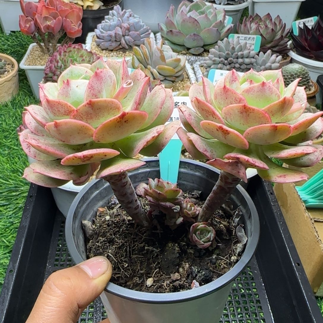 唐二姐多肉编号214