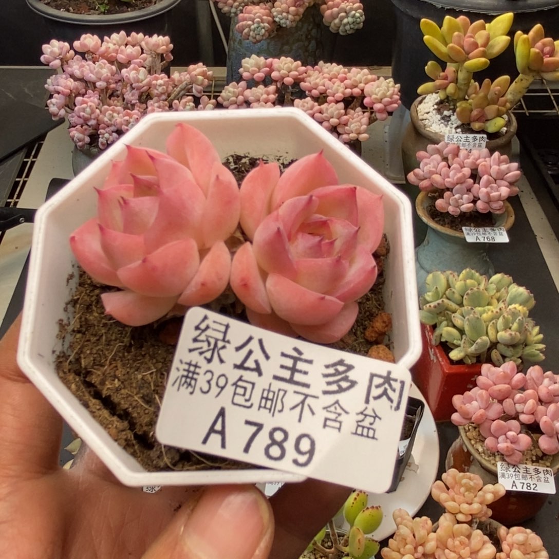 789法兰西玫瑰多肉5c m