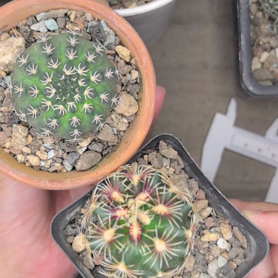 【组合】白刺瑞昌玉直径4+大统领直径3.5