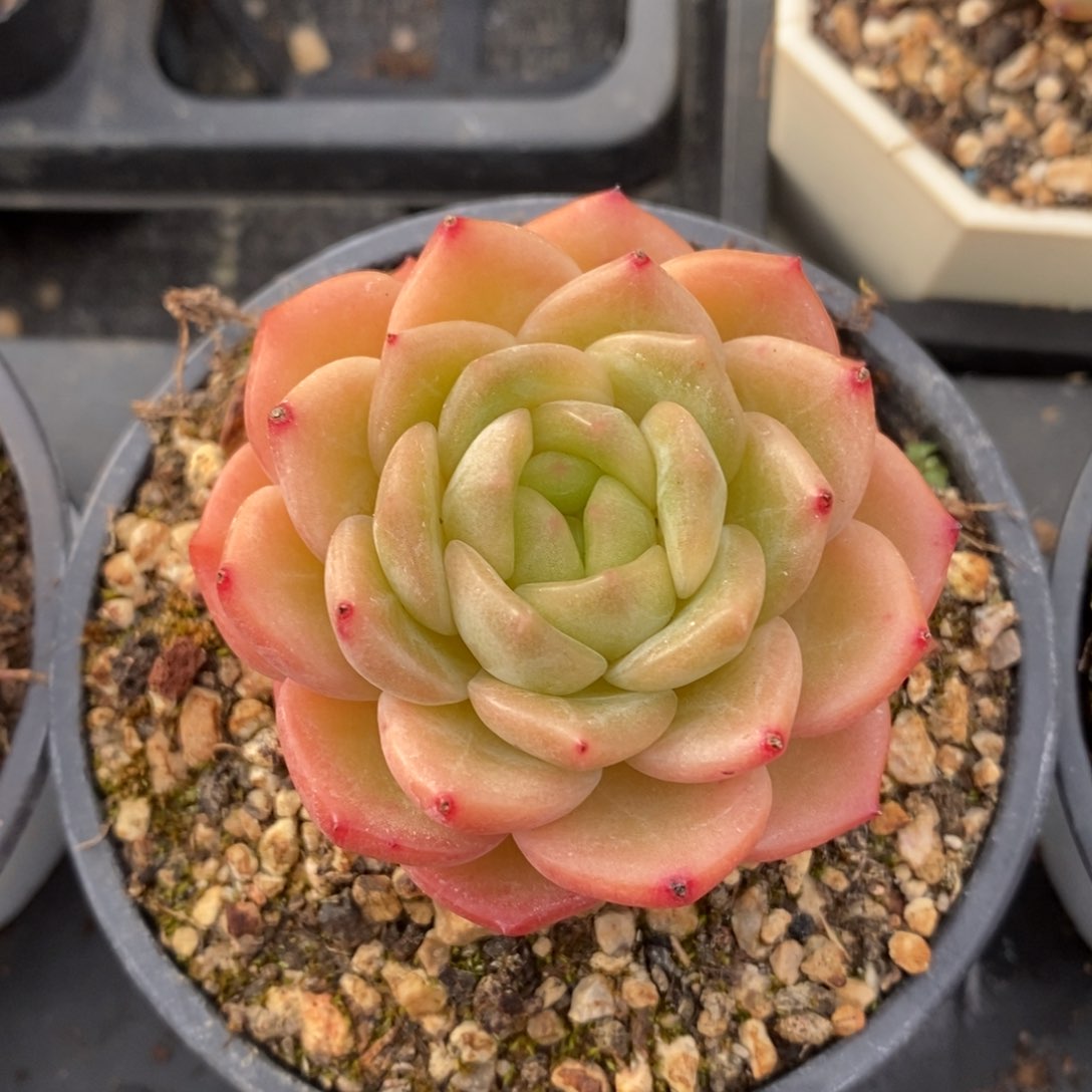 自助下单多肉下滑链接更多品种-东云个体