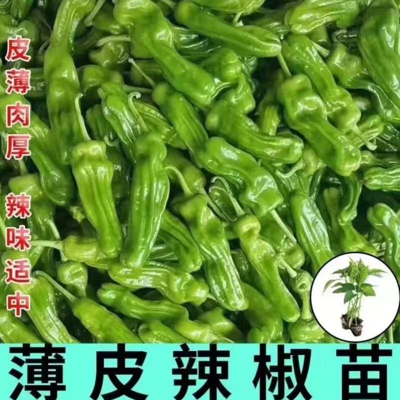 薄皮椒苗高产耐寒四季种植螺丝椒苗抗病蔬菜秧苗