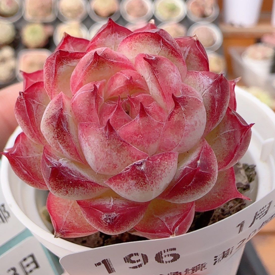 花语多肉0103-196