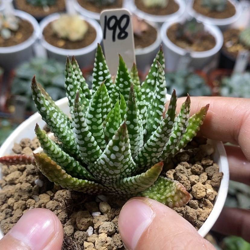 【闪购商品】198地上星