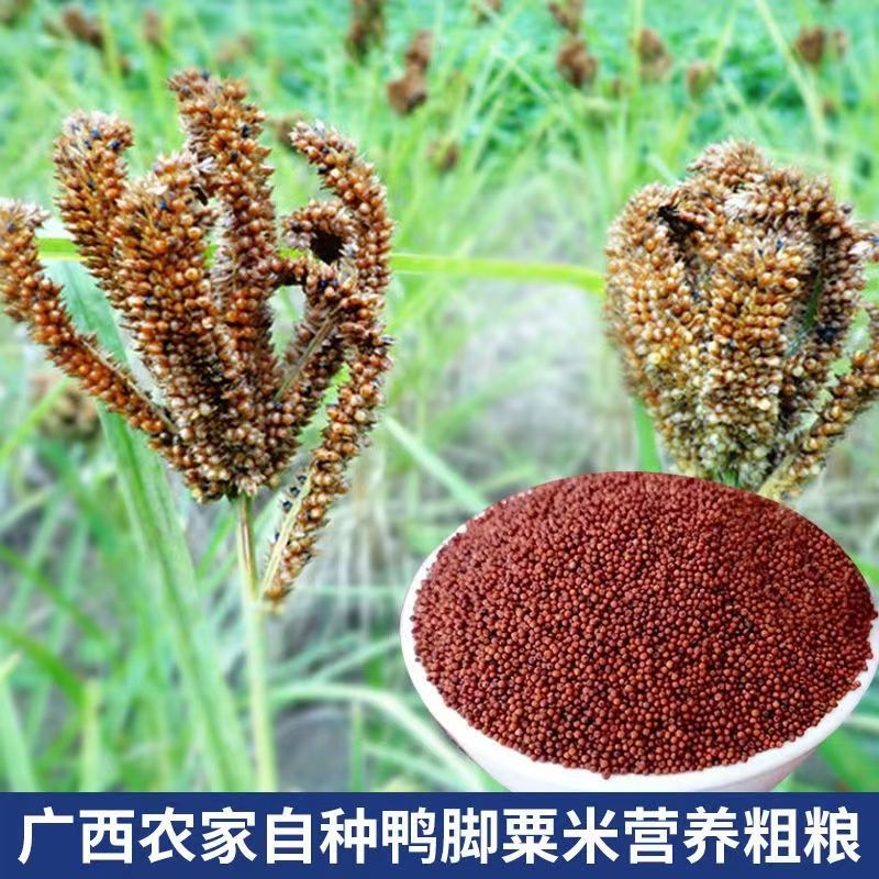 正宗农家红小米，农家老铲子（需要帮打成粉的备注一下）