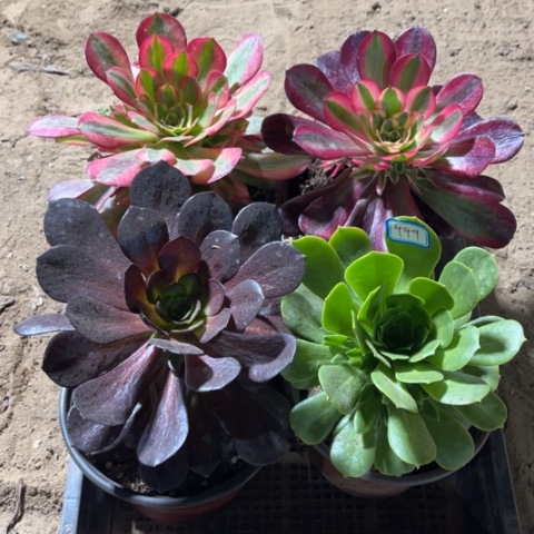 449多肉植物组合