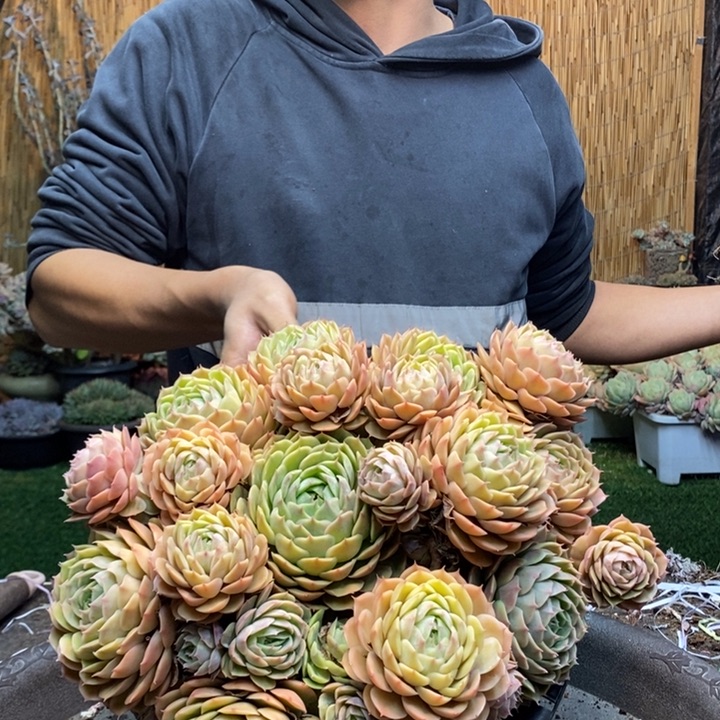 陈***陈228号昂斯诺多肉植物