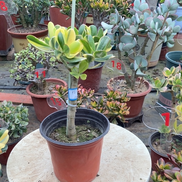 老花月锦一物一拍