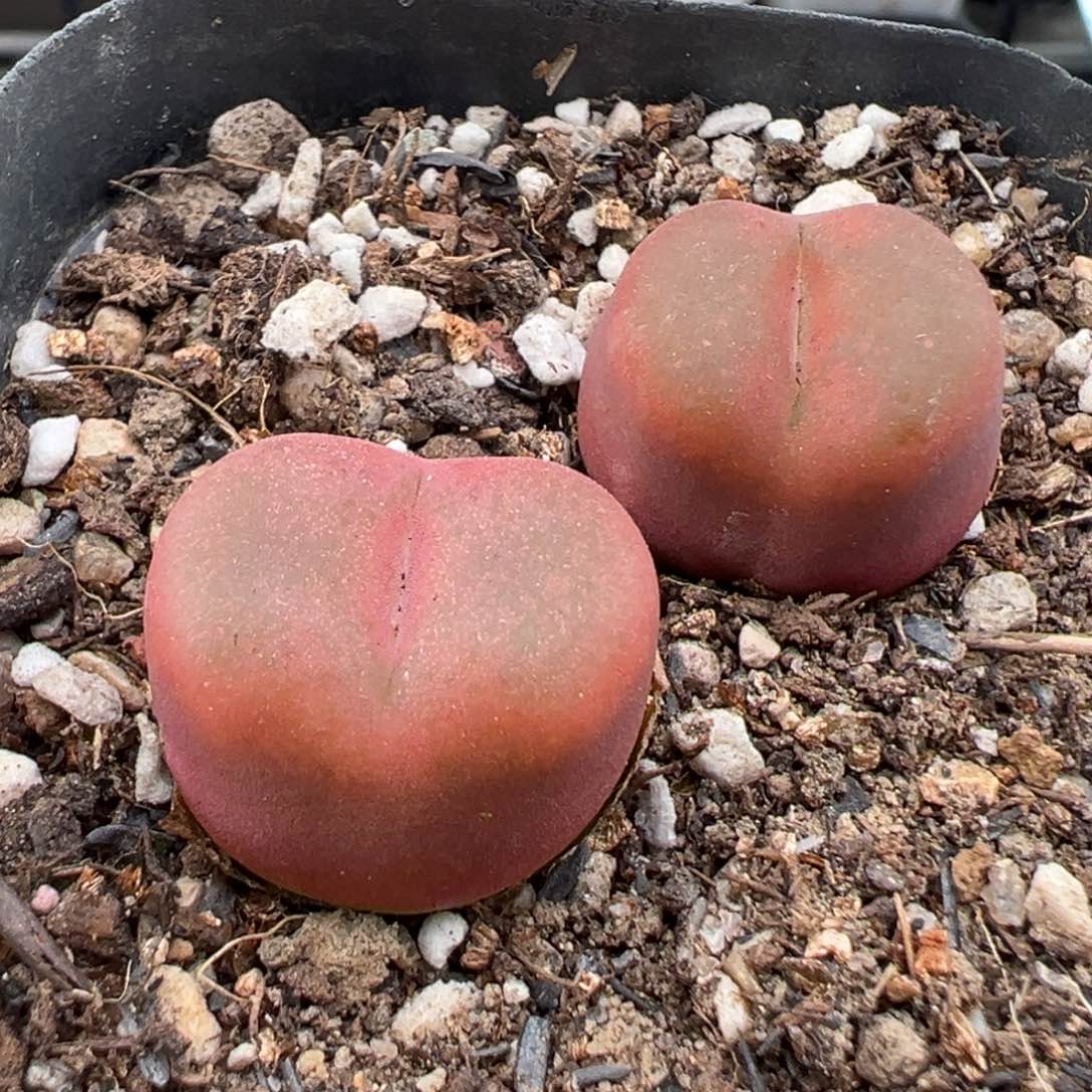 7.30好看的多肉脱土发货546