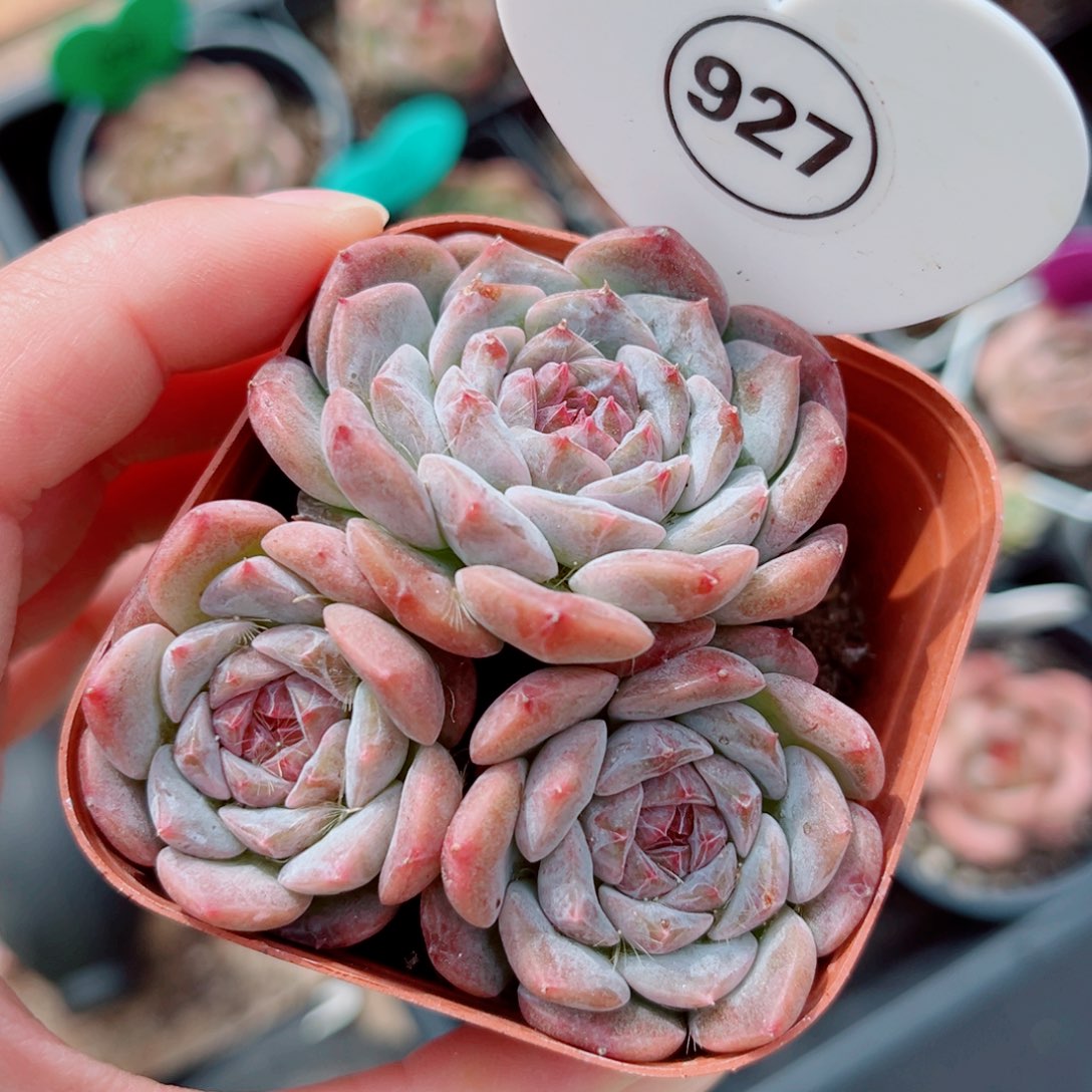 927号小老桩糖心群