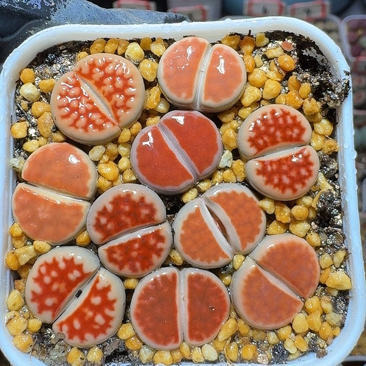 生石花111122。  267
